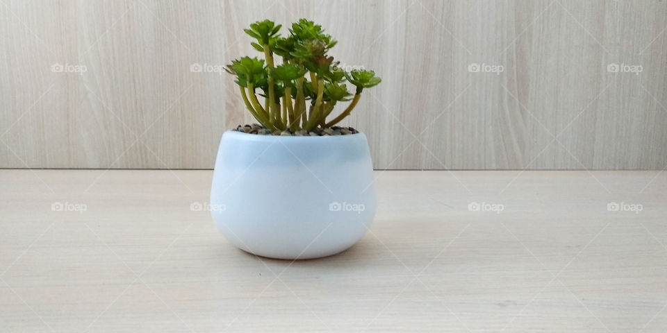 Decoration plant on the white wood table
