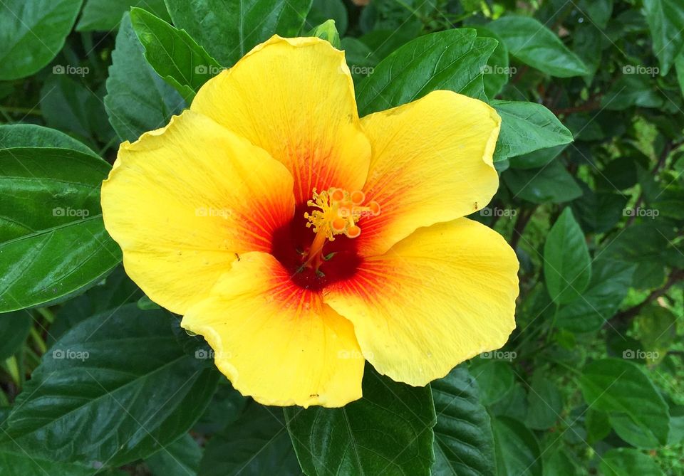 Yellow hibiscus