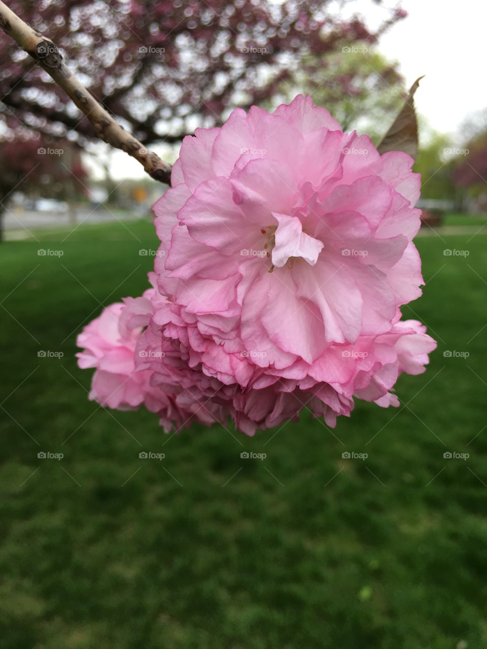 Pink blossom closeup 