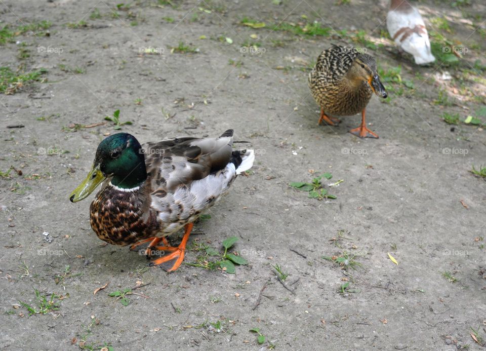 ducks walking in park earth background