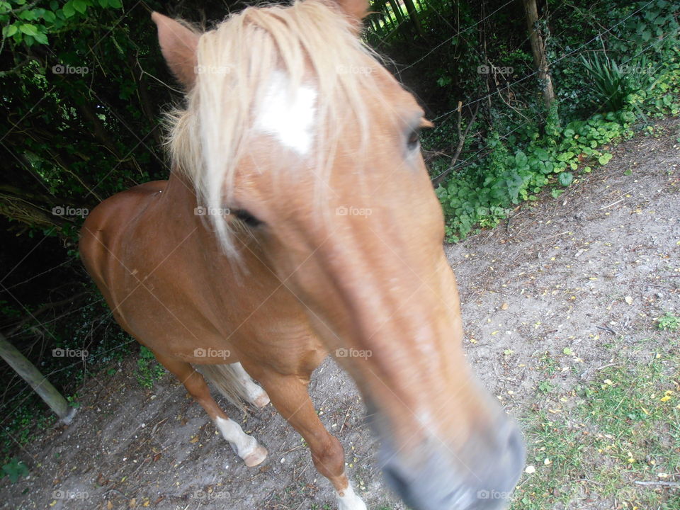 A Friendly Blond Horse