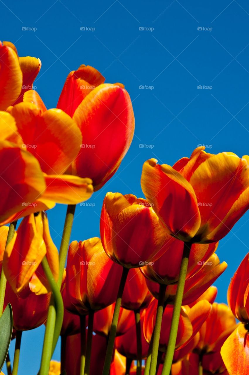 Orange Tulips