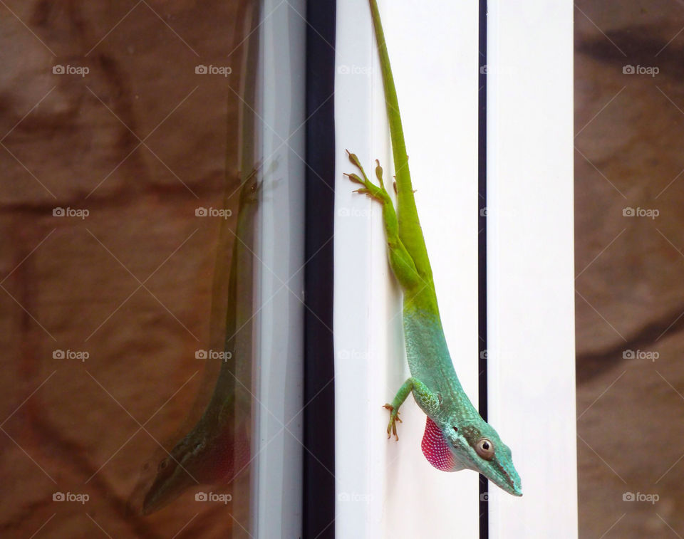 reflection lizard cuba holguin by ijbailey
