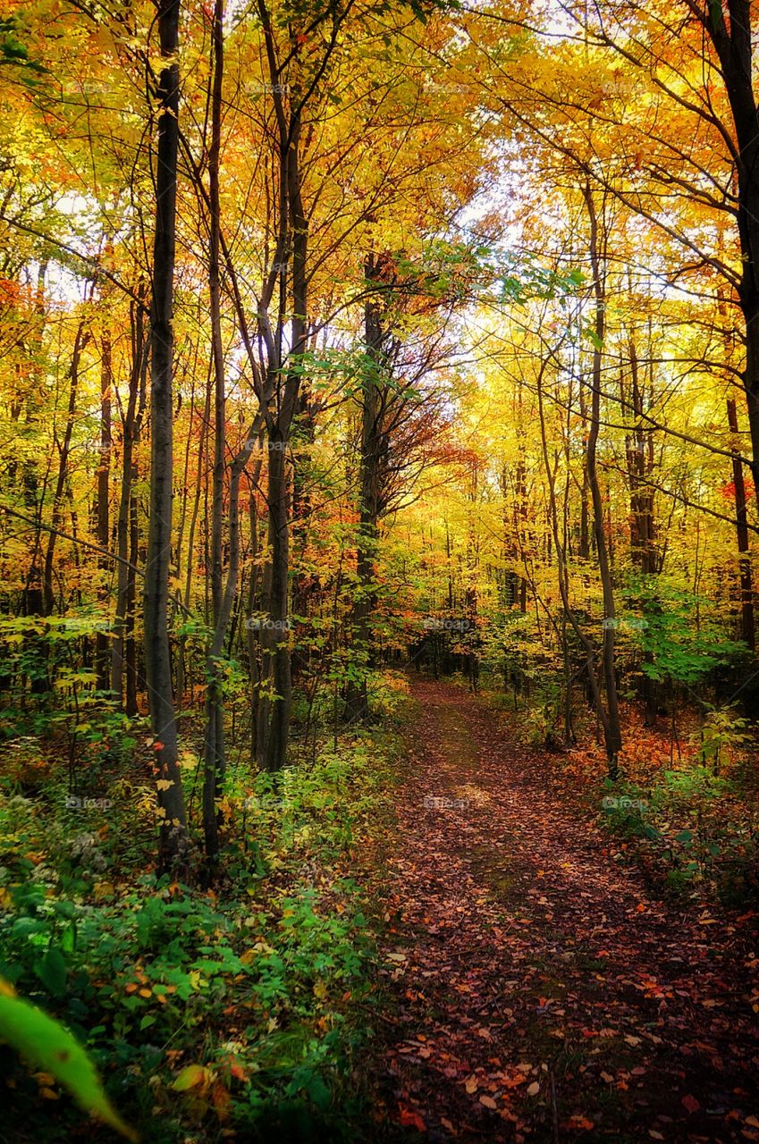 Fall in Québec 