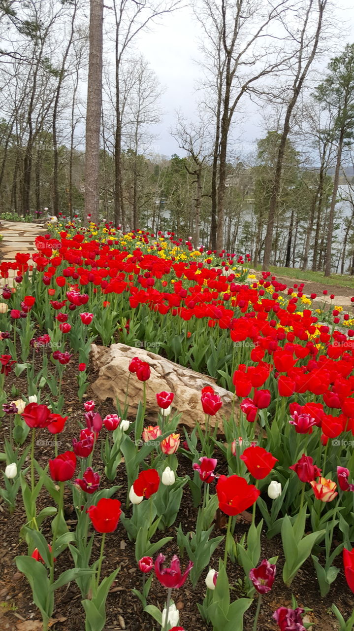 red tulips yard no one Garden nature path field spring nature