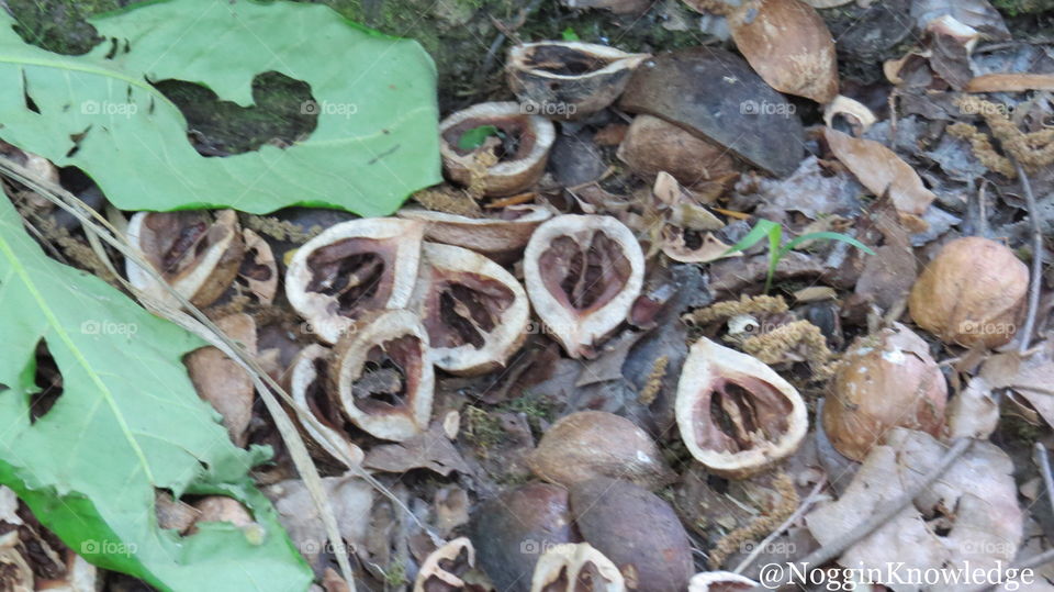 Hickory nuts in the forest 