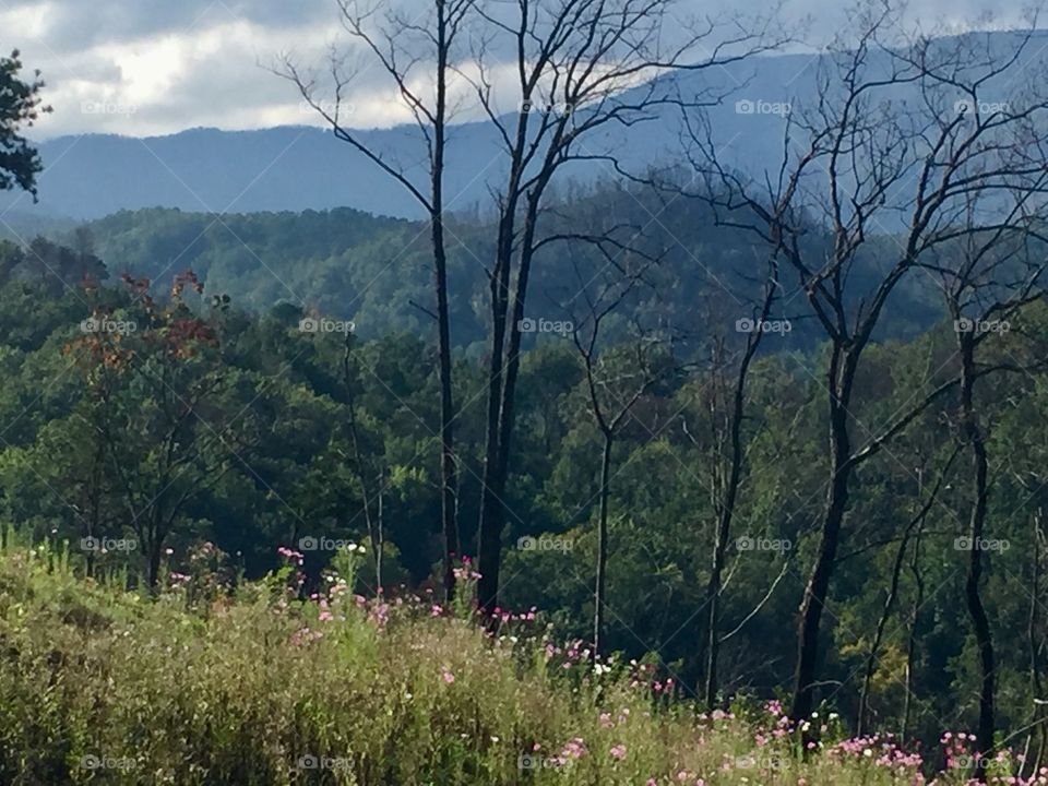 Smoky Mountain Wildflowers 