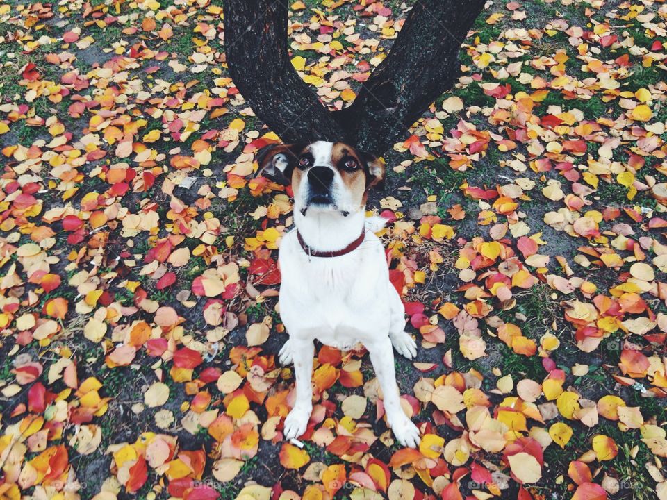 Cute dog, loving bright leaves and strong horns :) 