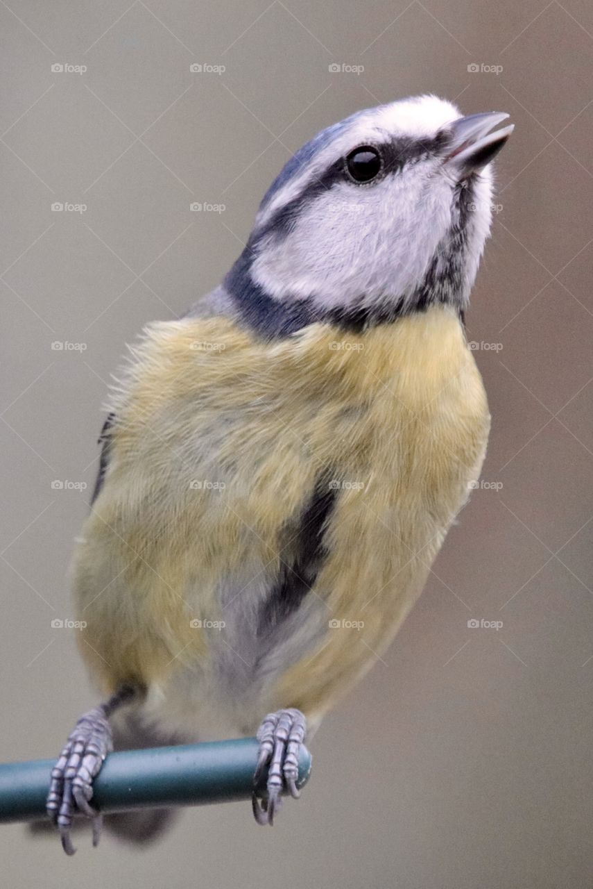 Blue tit