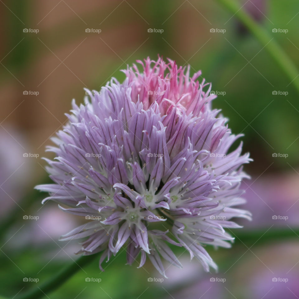 Chive on a warm summer day .