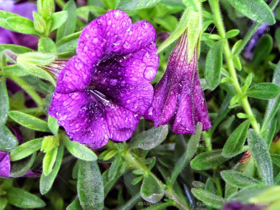 a beautiful purple flower with water drops
