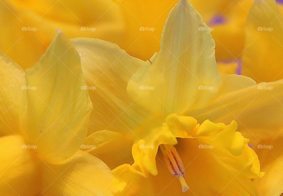 Tulip closeup 