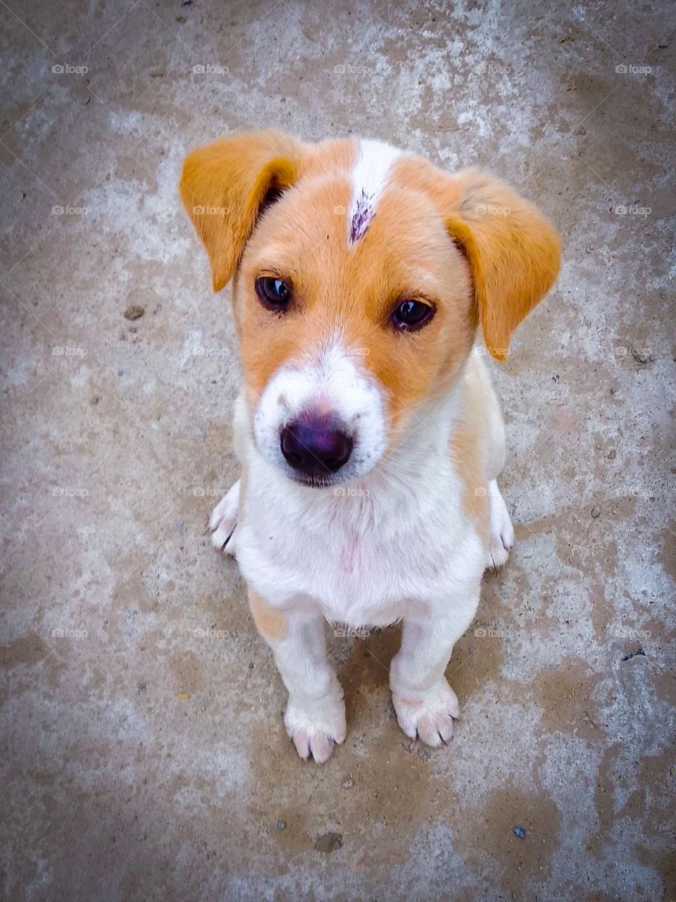 Small puppy looked the camera