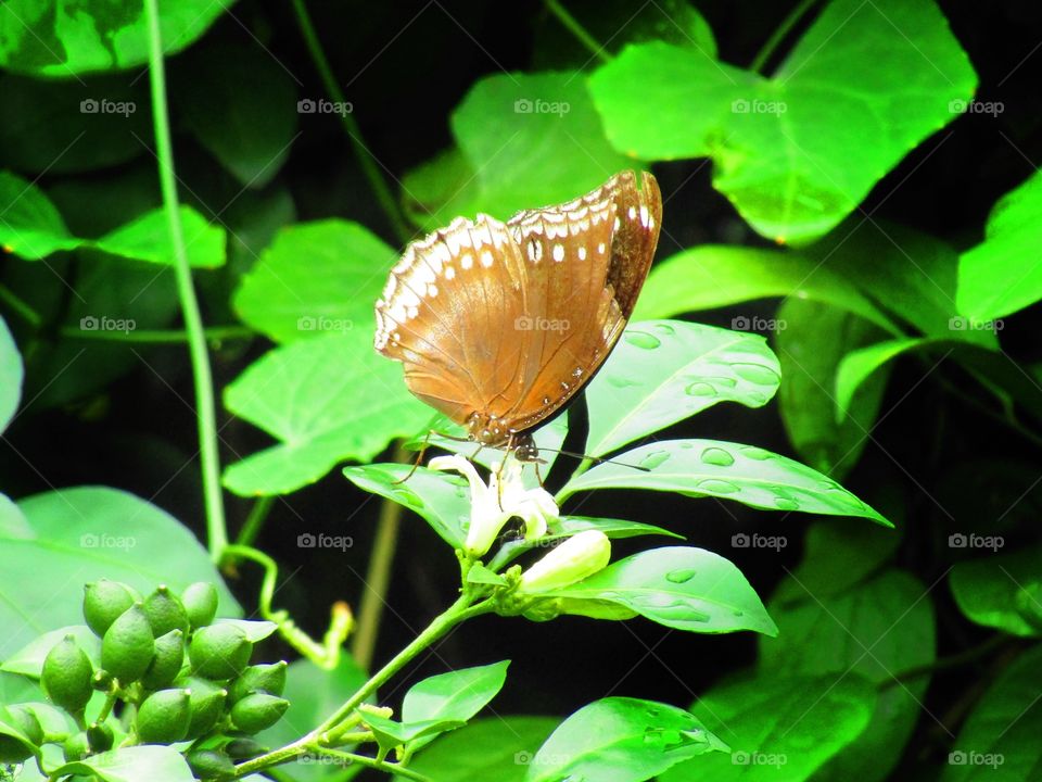 Beautiful butterfly Euploea core, the common crow is a common butterfly .Common Indian crow, and in Australia as the Australian crow.It belongs to the crows and tigers subfamily Danainae.