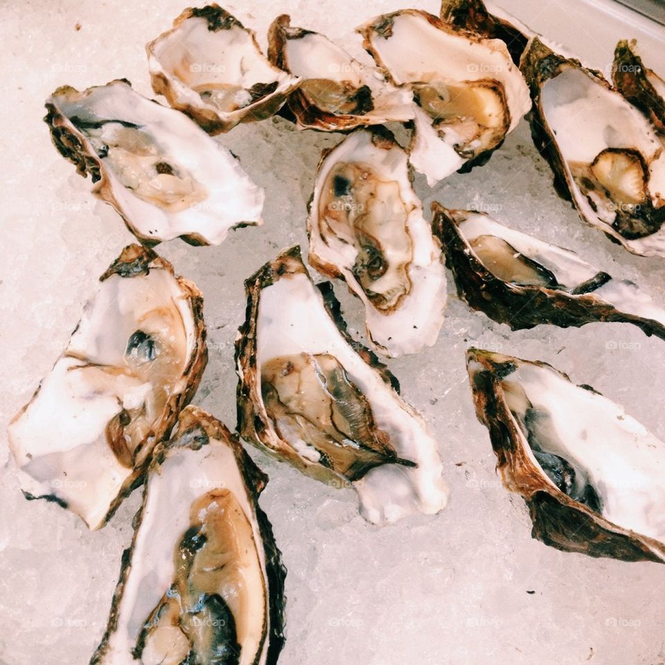 Fresh oysters 