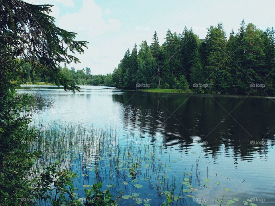 Summer landscape forest lake view 