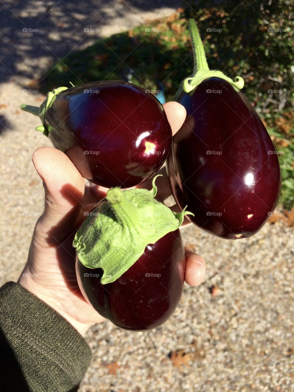 Eggplants 