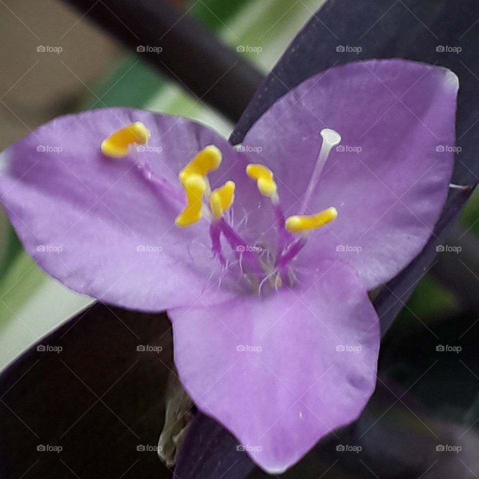 close-up of violet flower of  purple threefold