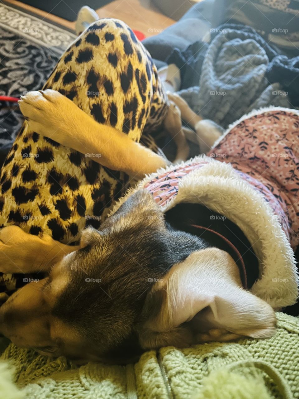 Cuddling on my hooman’s lap!