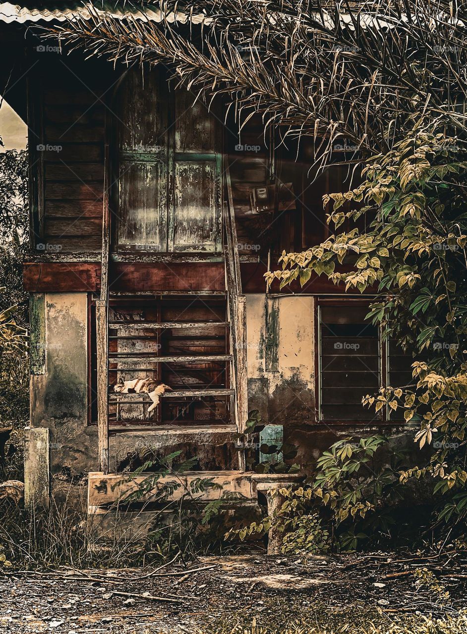 Old house with wooden stair and a cat sleeping on it