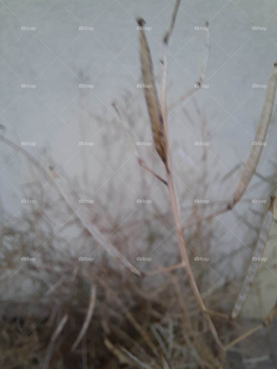 winter garden  - dry twigs and pods of rocket