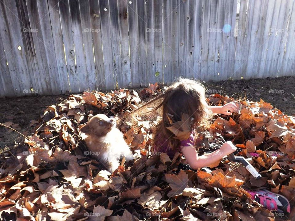 puppy and child playing in the leaves