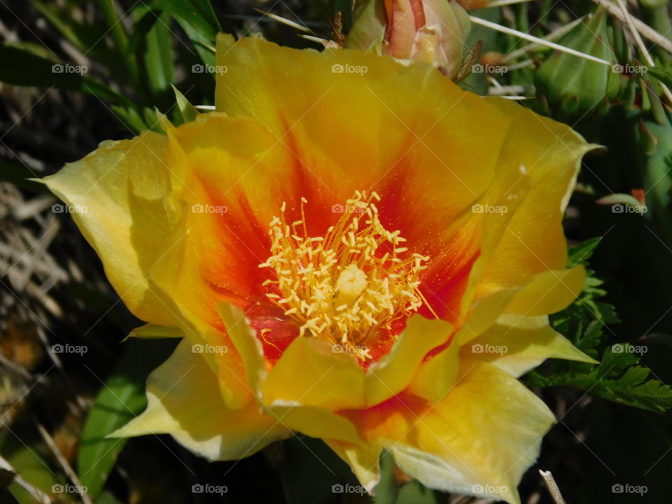 Fiery cactus flower 