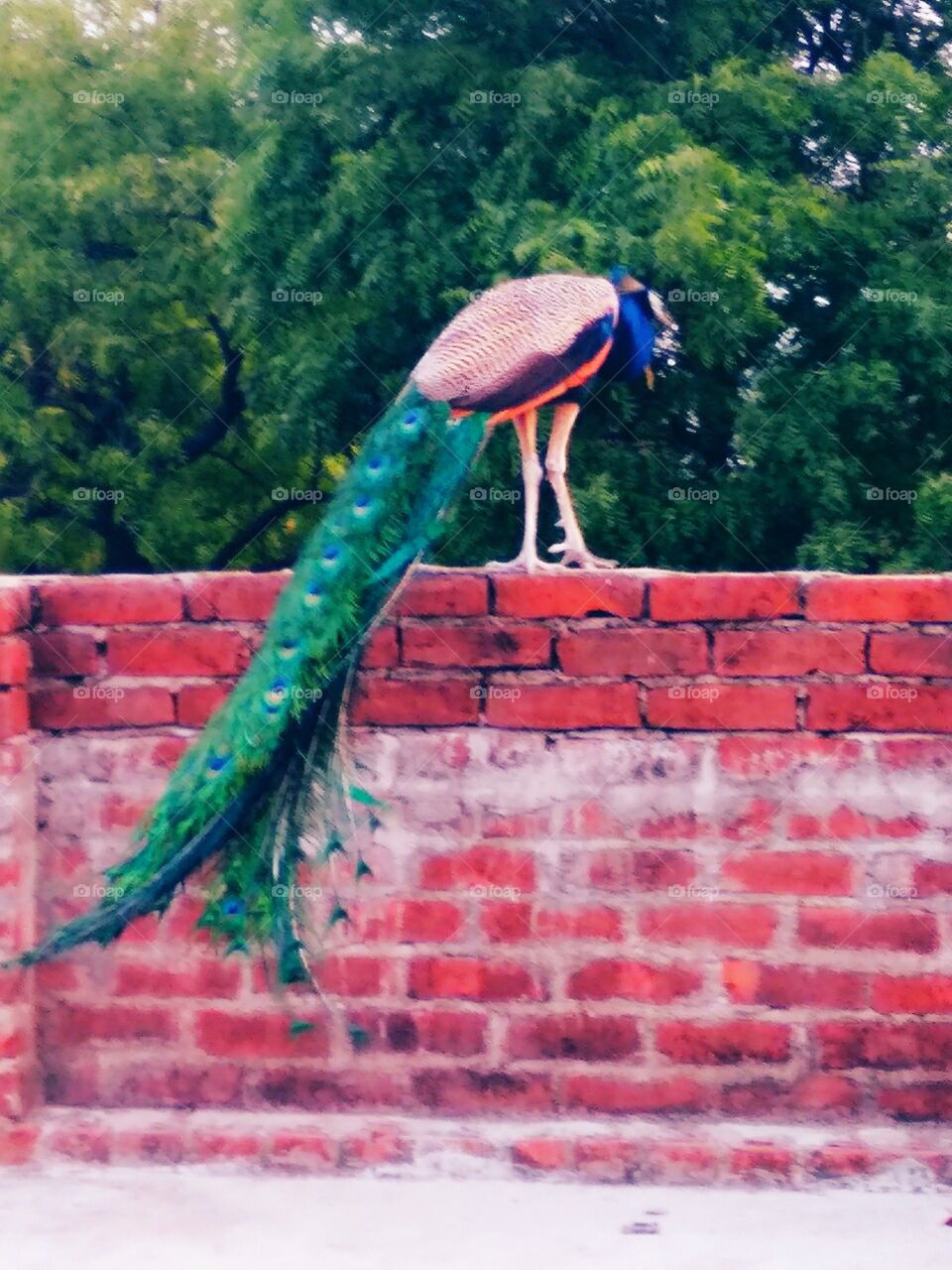 indian peacock(Bird name "Peacock) Indian bird