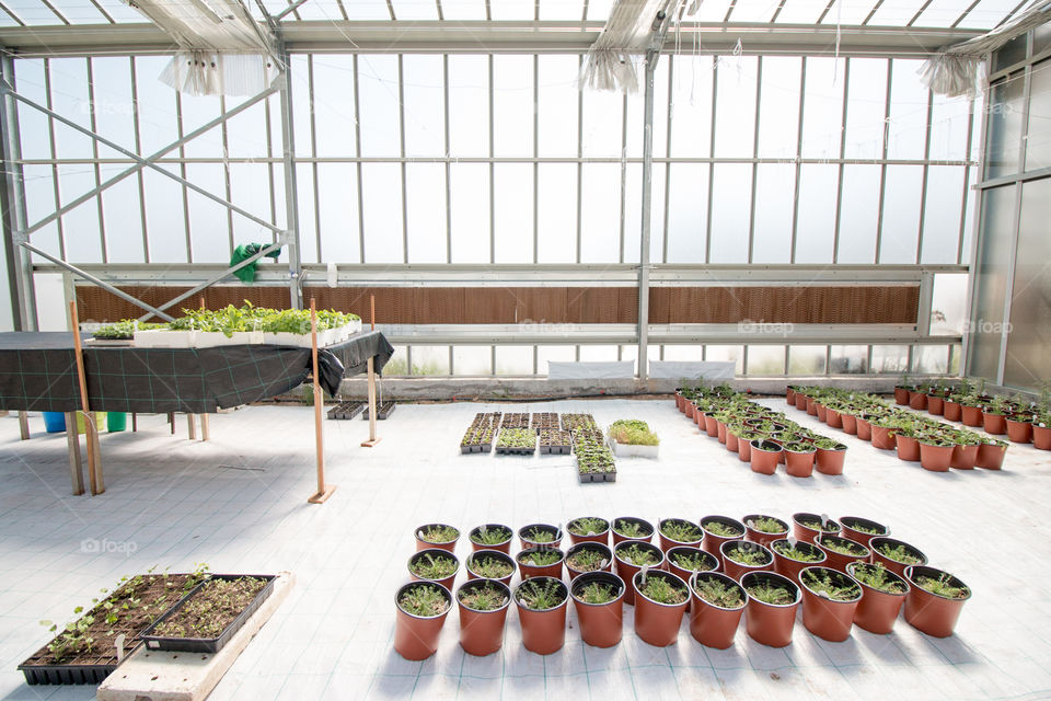 Plants in pots in greenhouse