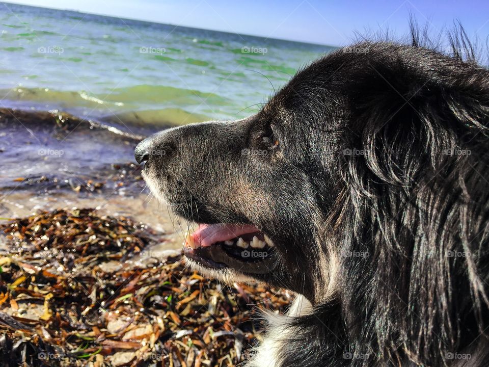 Dog smiling, border collie sheepdog looking at sunrise on south Australian beach at sunrise