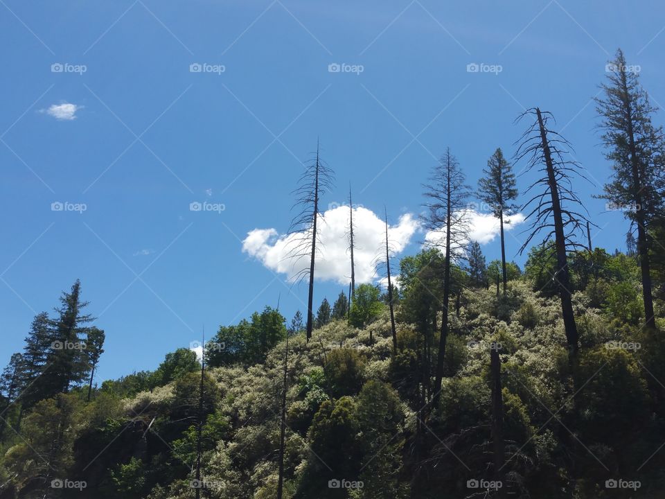 No Person, Tree, Wood, Sky, Nature