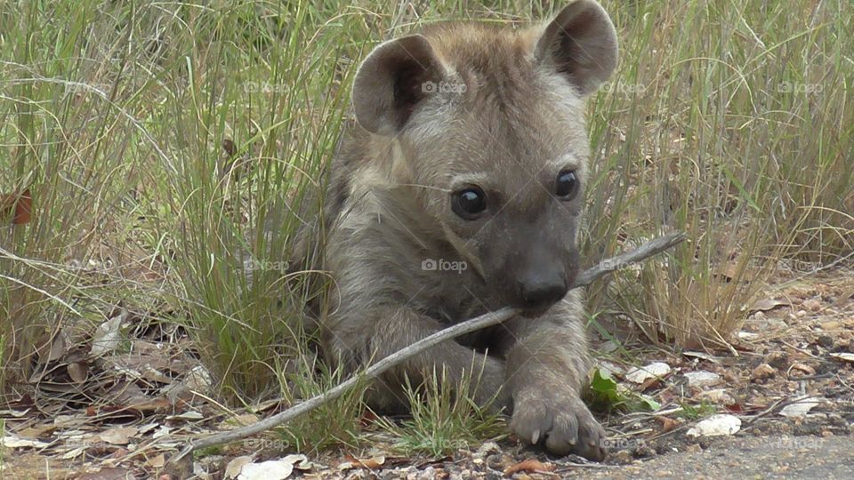 Hyena cub