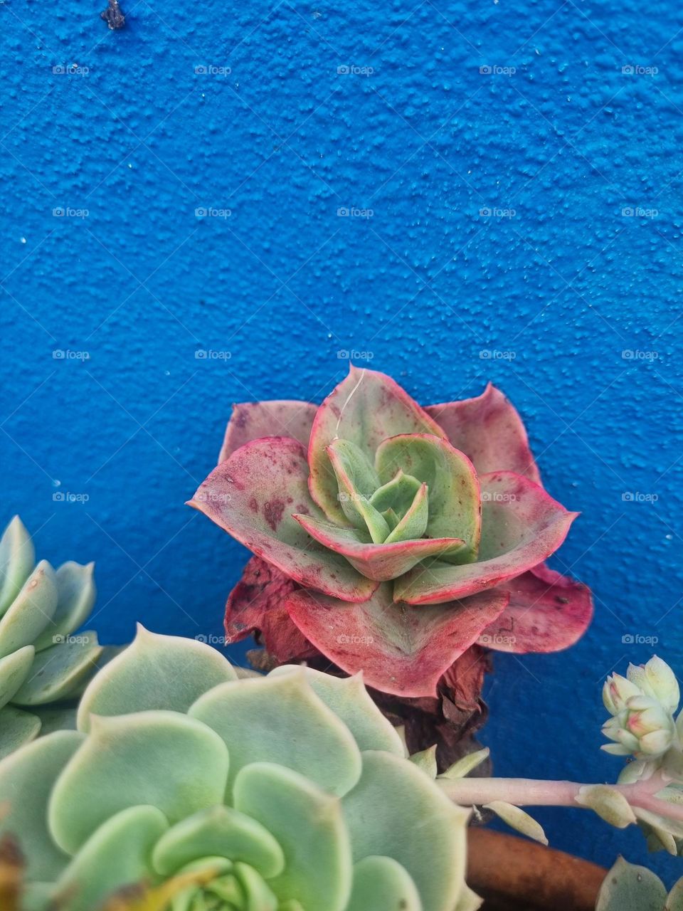 Green and red flowers, perfect combination