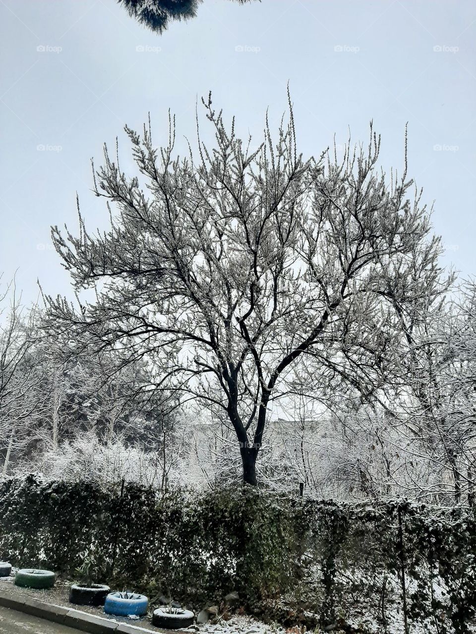 snowy tree