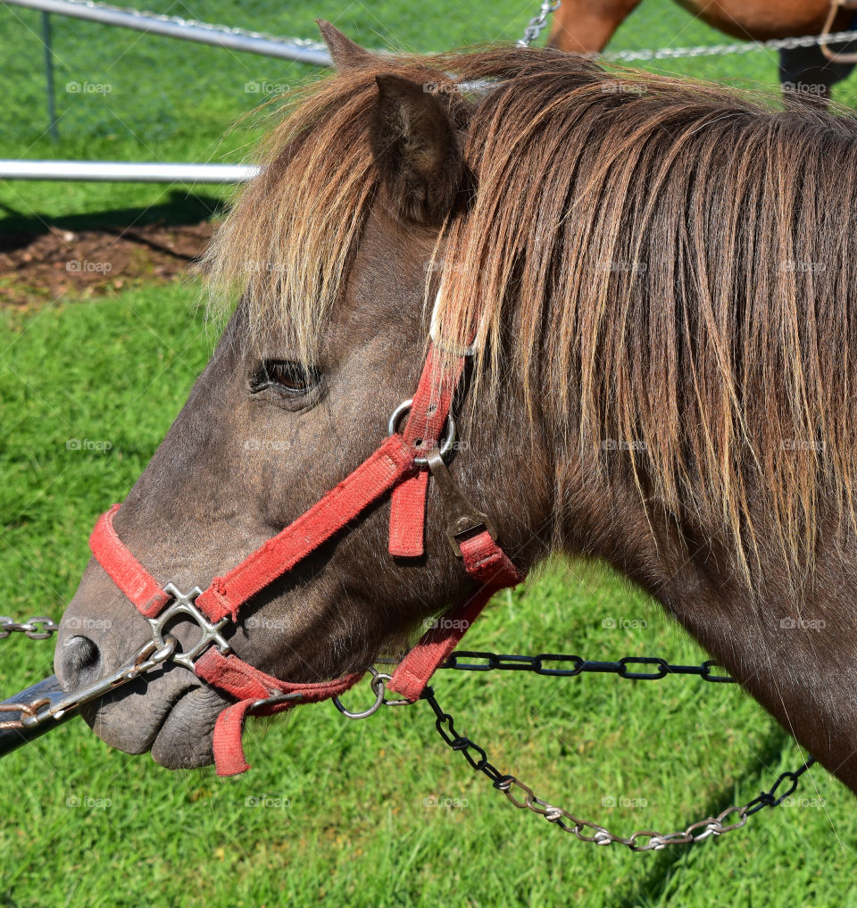 Close up of a pony at the state /county fair