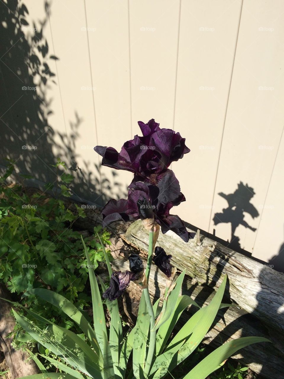 Black Iris