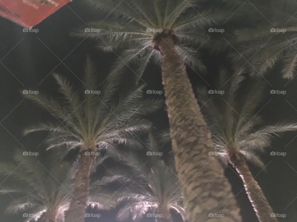 Palm trees at night in Arizona 