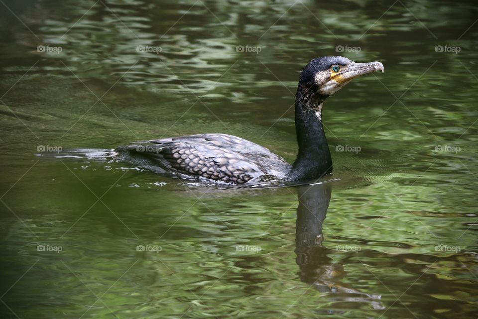cormorant