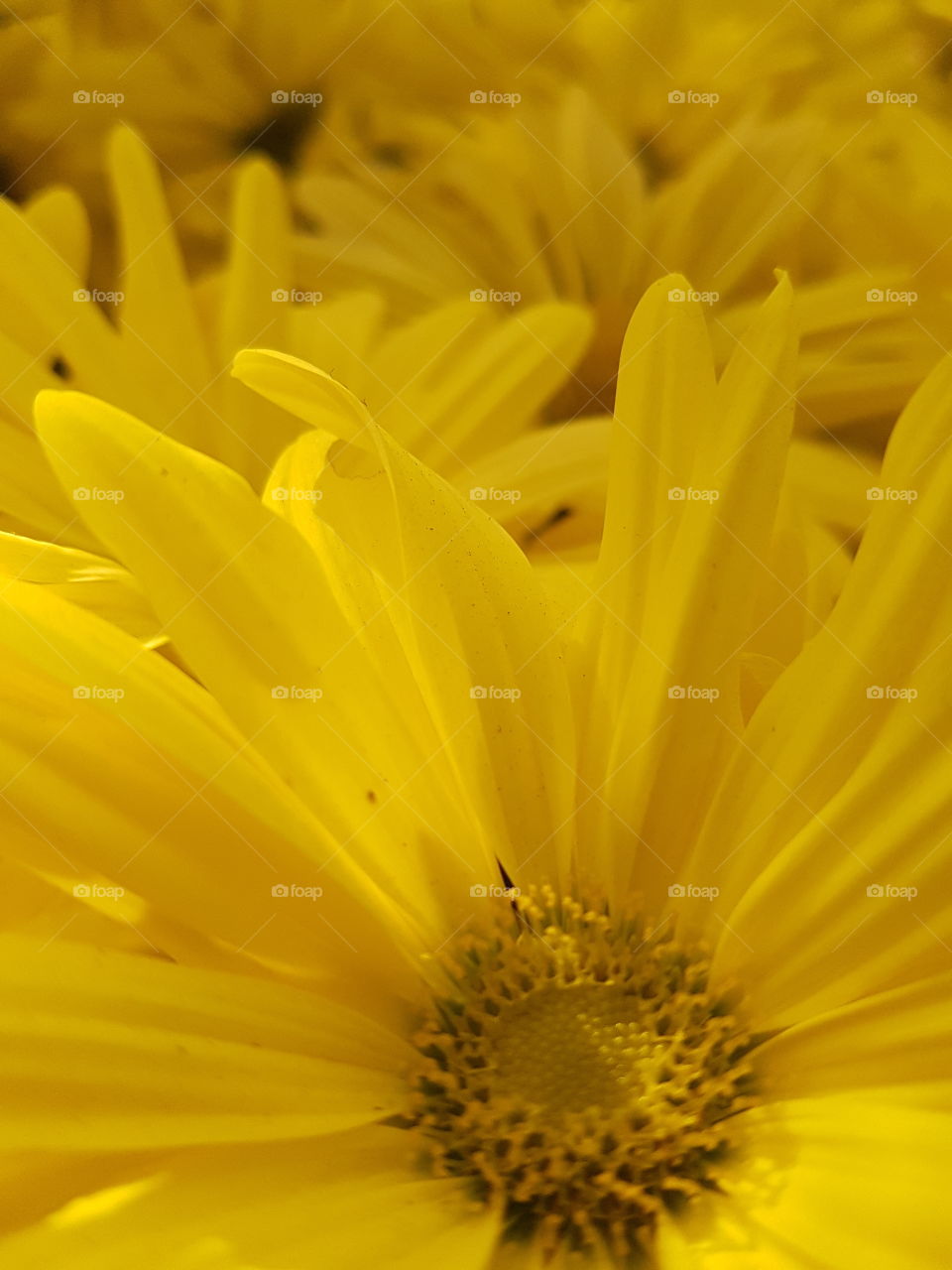 Beautiful yellow