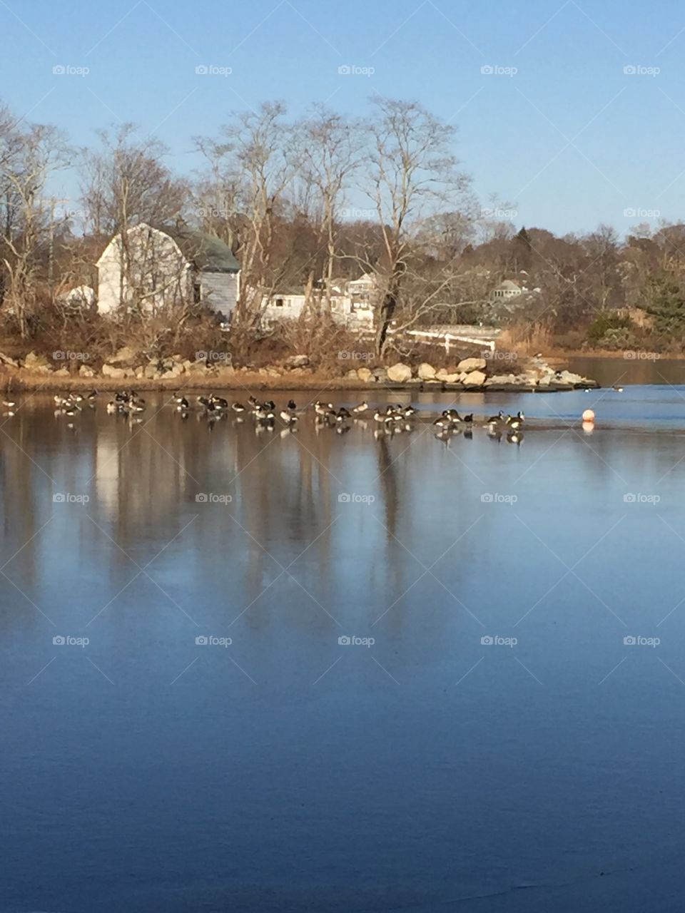 Ducks (geese) on the Pond