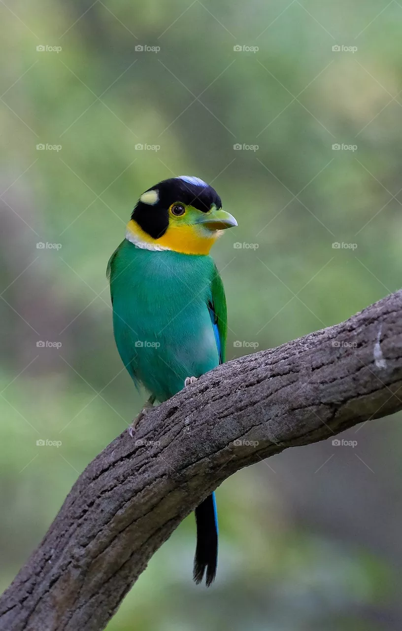 green Bird