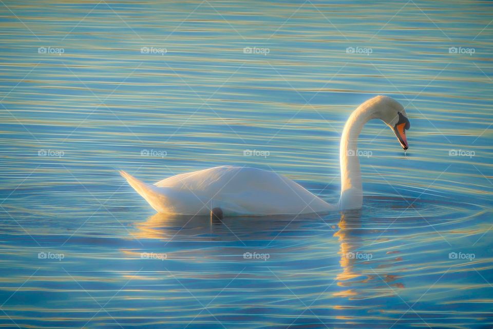 Swan lake 