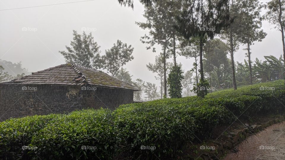 Mist, Nature and Rain