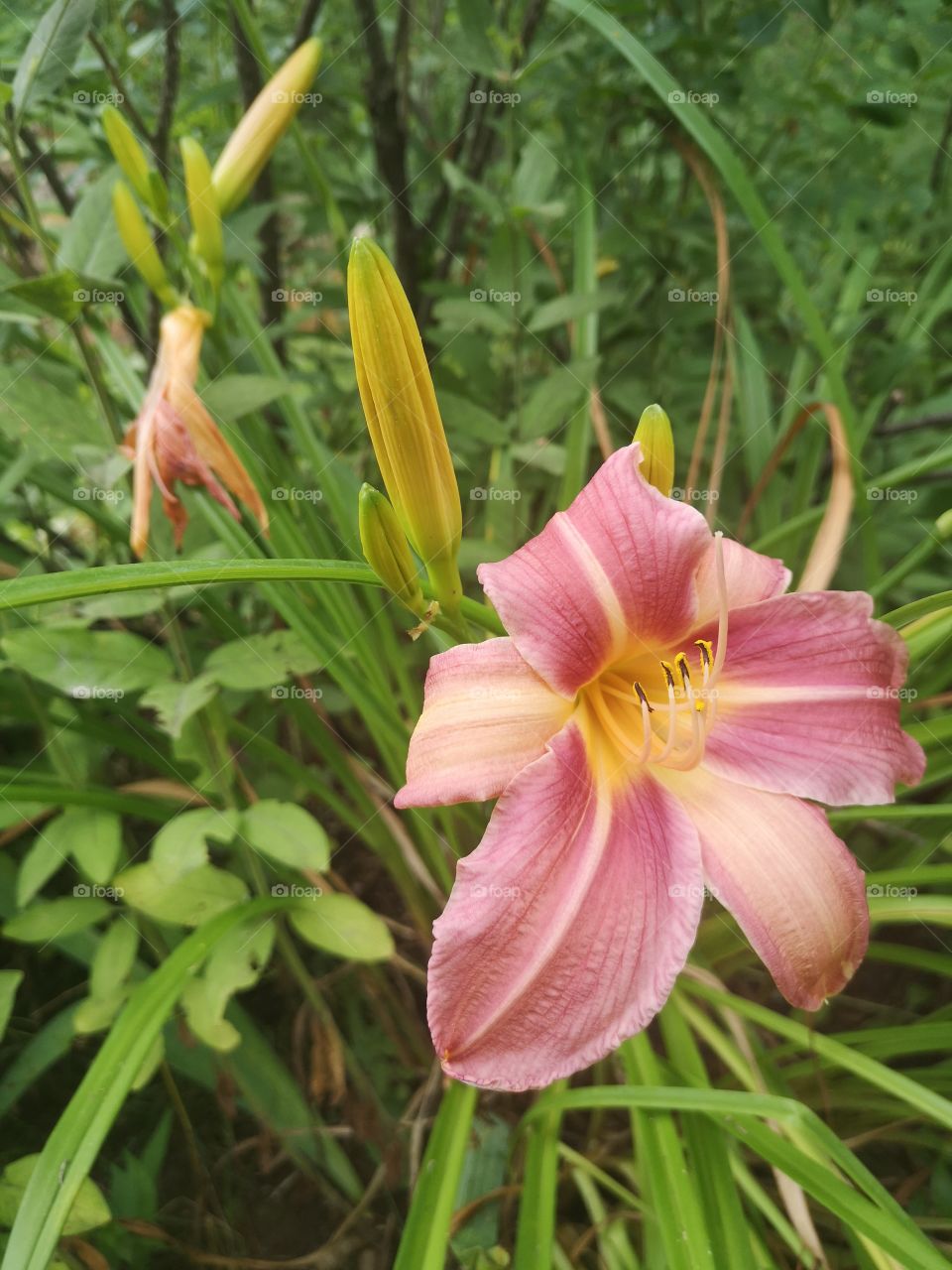Daylily