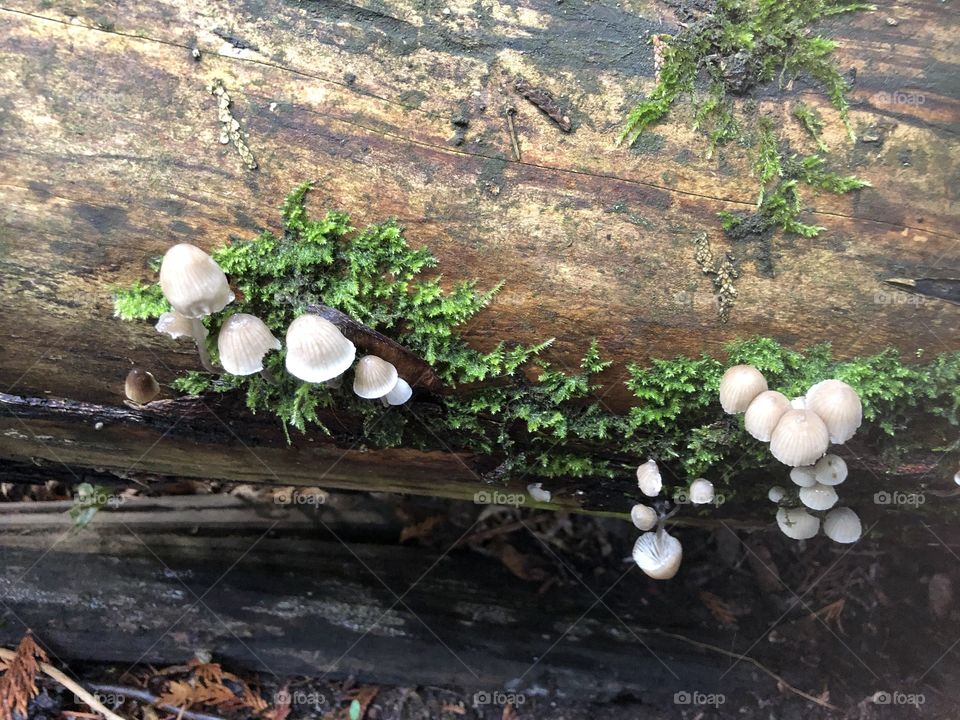 A bunch of fungi growing on a fallen log of wood. The piece of wood is a habitat for several plants, moss and fungi
