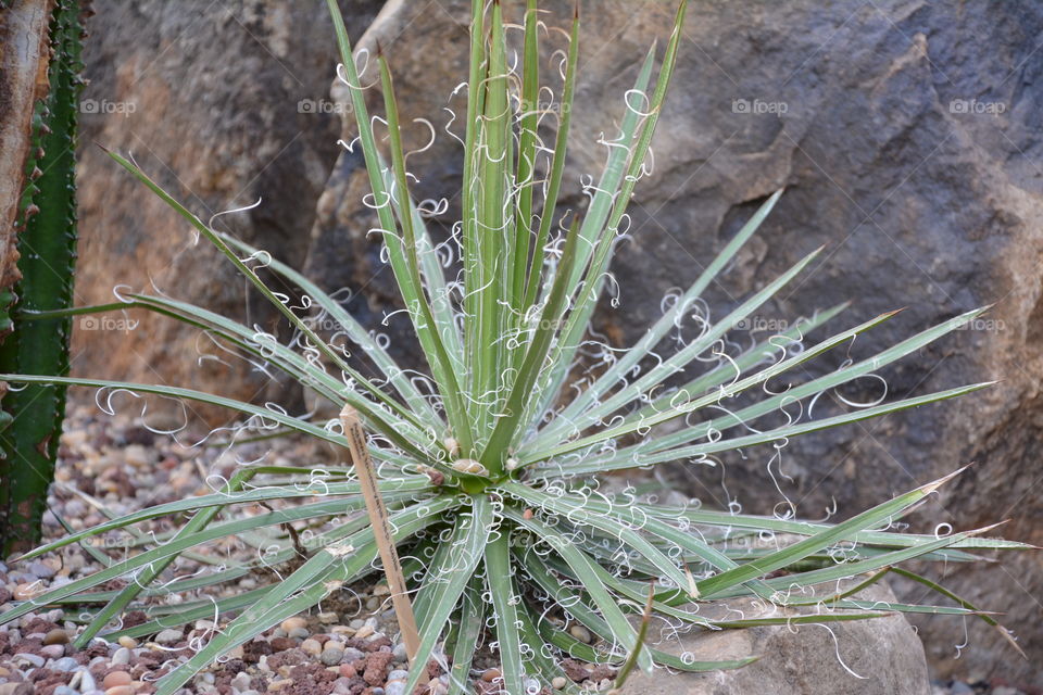 Hairy yucca