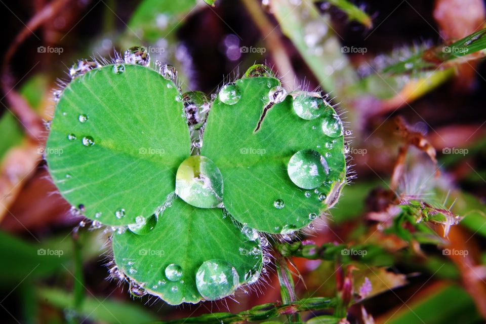 Raindrops and green leaves
