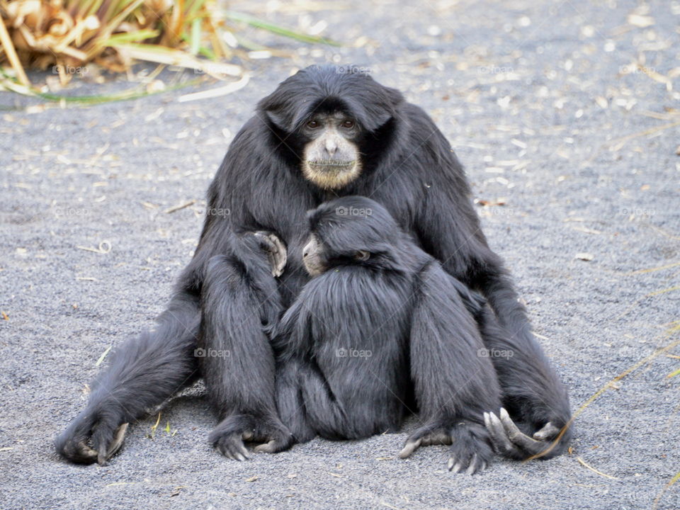 Portrait of two siamang