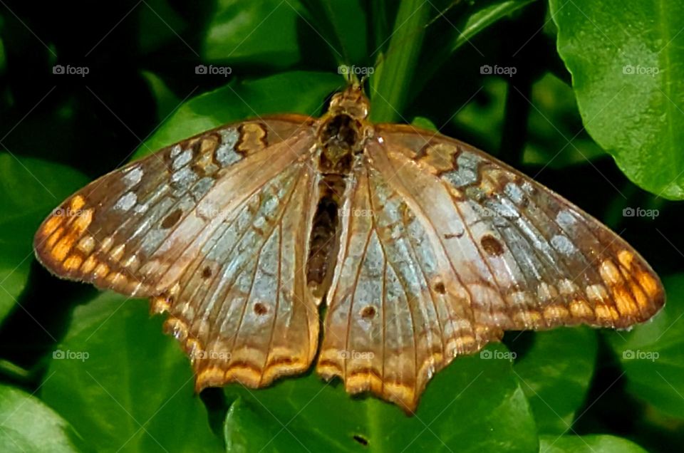White Peacock Butterfly in Garden