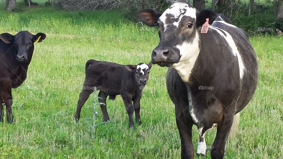 cow and it's calf. a cow and it's calf on our ranch in la grange, Texas